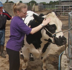 Cow receiving physiotherapy! Really enjoyed it and felt so much better afterwards!