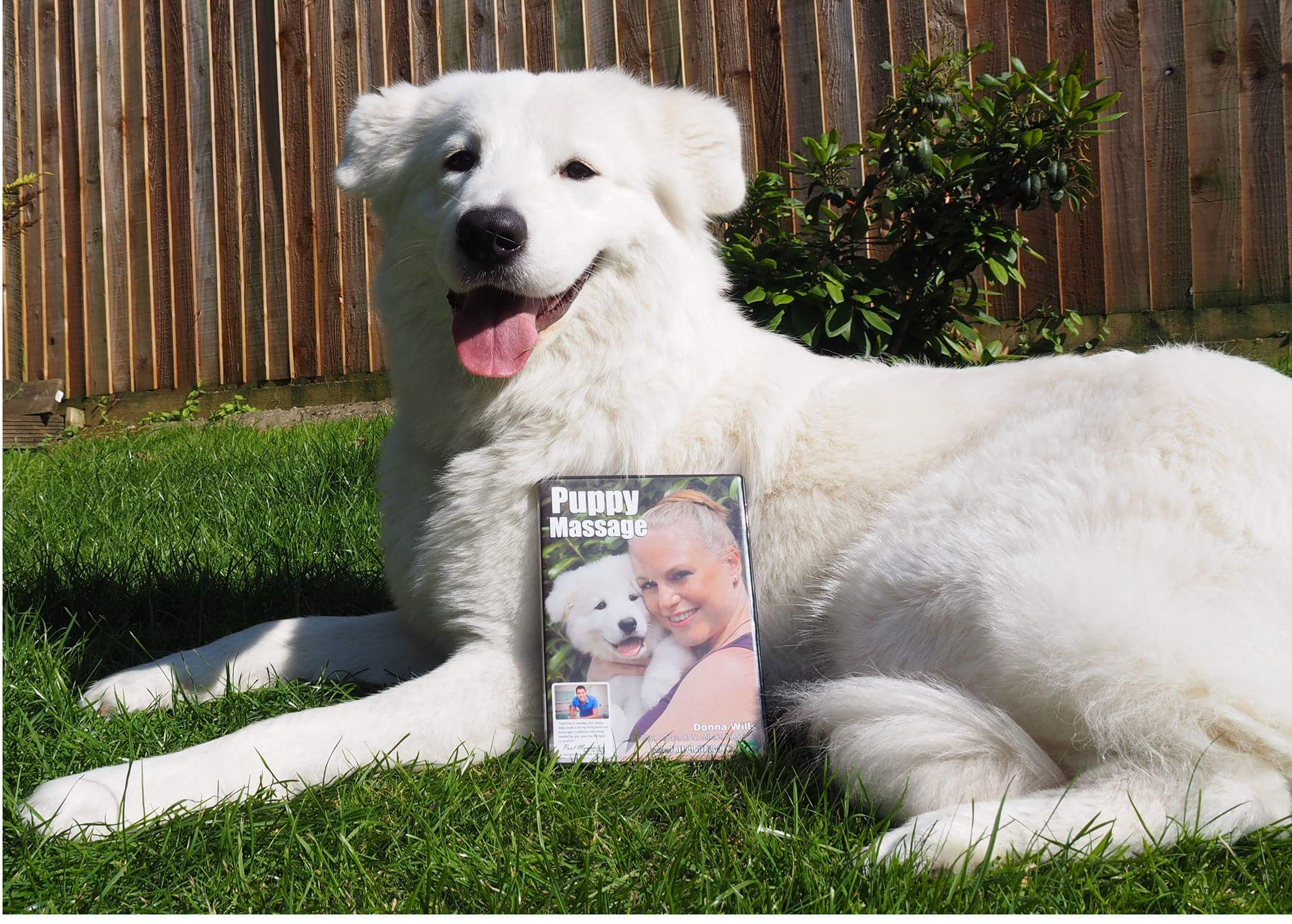 Immy the Puppy star with her own DVD!