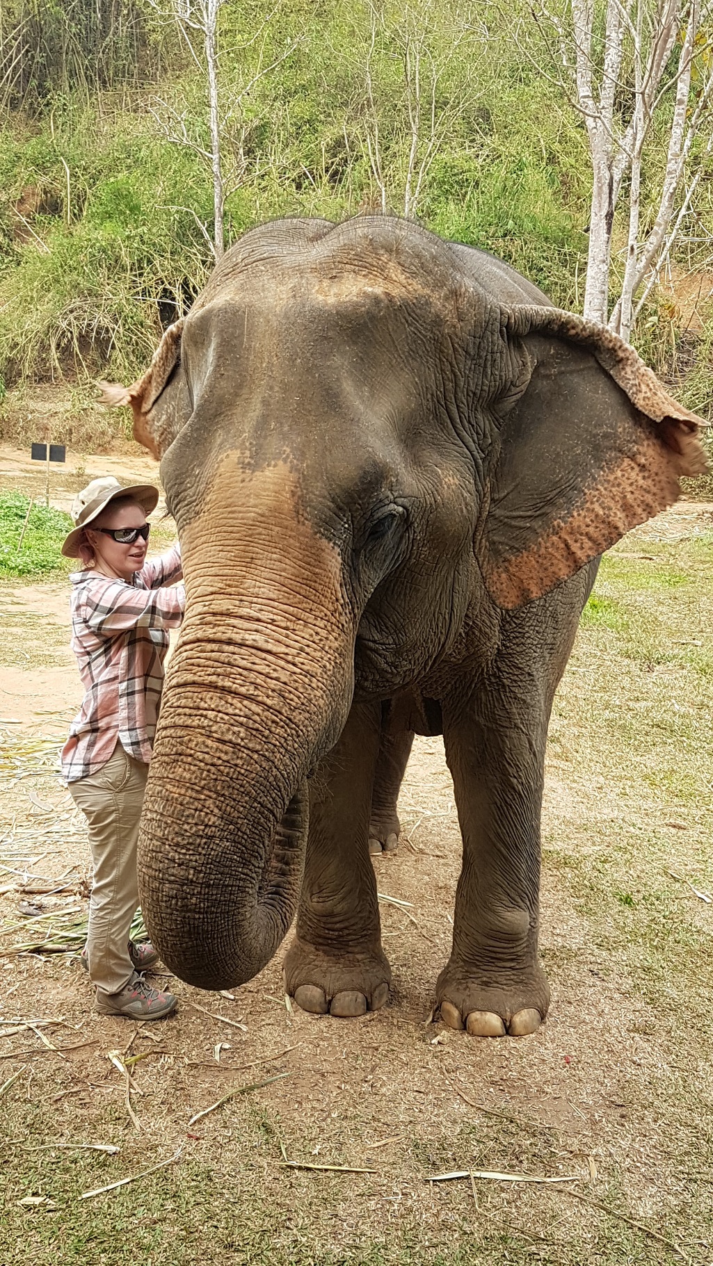Me treating an elephant