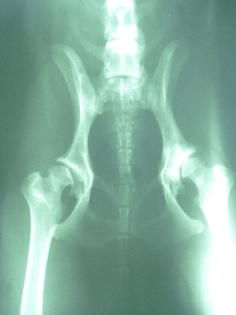 Hip Dysplasia | Animal Physiotherapy